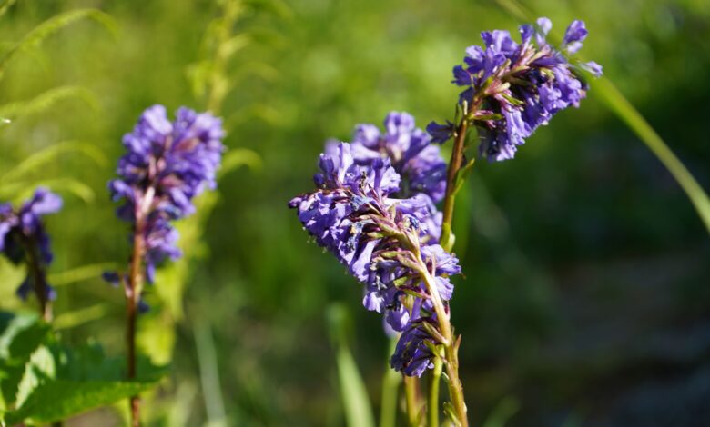 Wulfenia © Ulli Eder